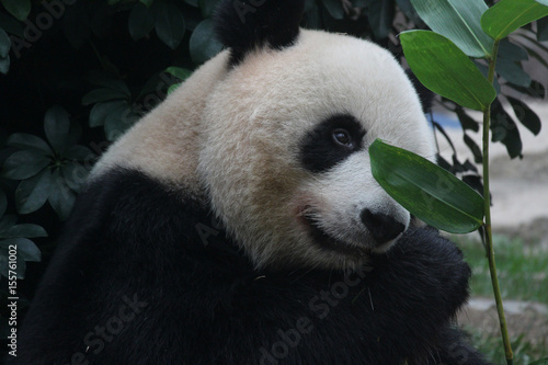 A female panda is eating bamboo leaves