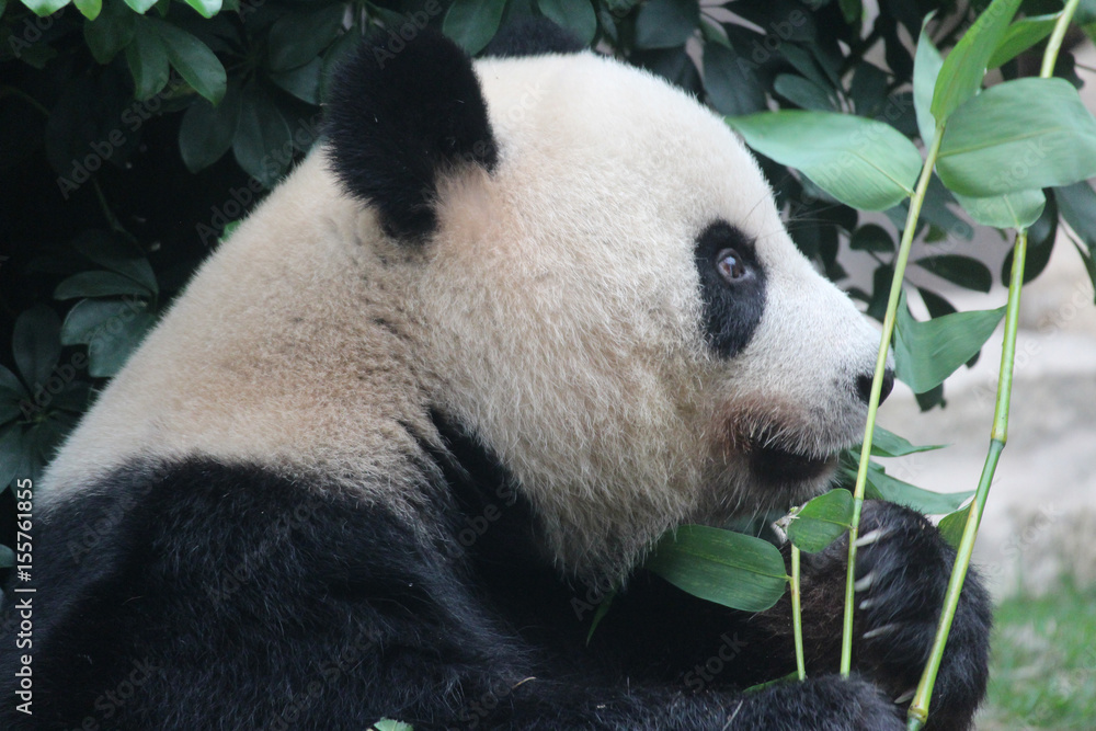 A female panda is eating bamboo leaves A female panda is eating bamboo leaves