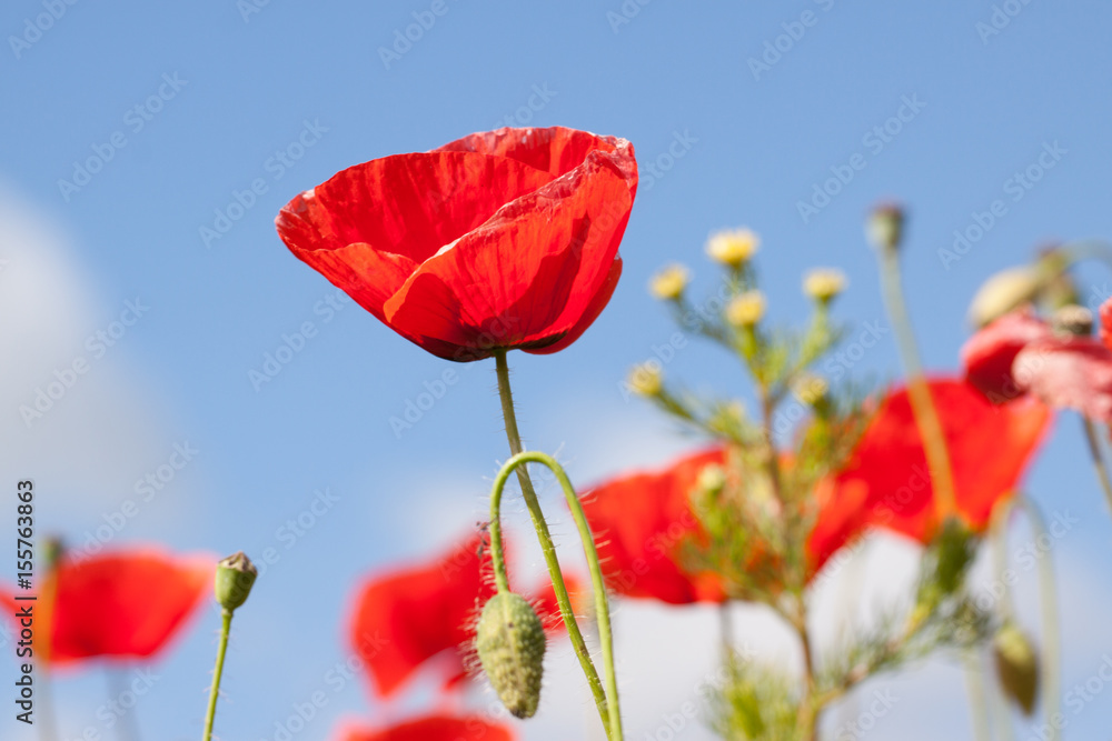 Naklejka premium rote mohnblüte vor blauen himmel