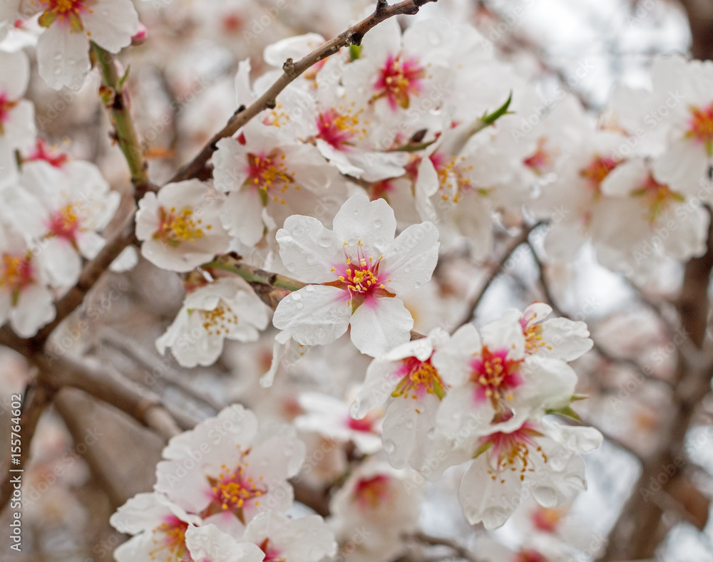 flower on a tree in spring