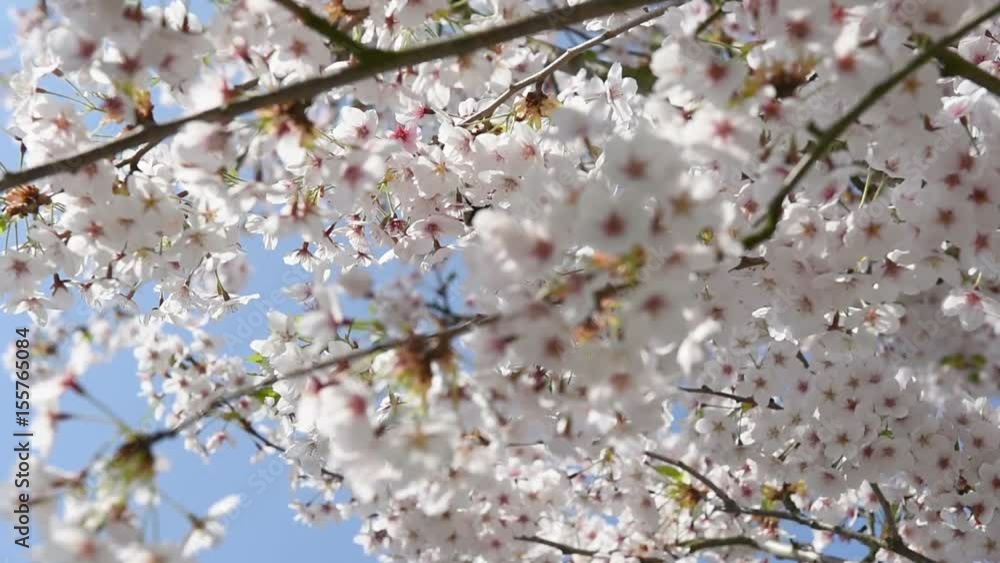 A blooming branch of apple tree in spring with light wind. Blossoming apple with beautiful white flowers. Branch of apple tree in bloom in the spring in sunshine garden. A blooming branch of apple tree in spring with light wind. Blossoming apple with beautiful white flowers. Branch of apple tree in bloom in the spring in sunshine garden.