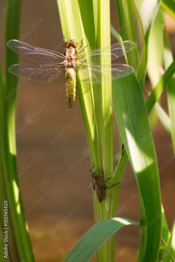 Libelle, dragonfly, Plattbauchlibelle Libelle, dragonfly, Plattbauchlibelle