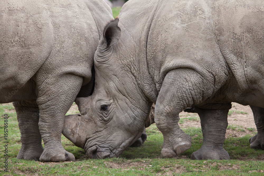 Naklejka premium Southern white rhinoceros (Ceratotherium simum).
