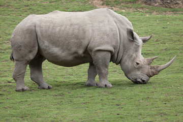 Fototapete Nashorn Südliches Breitmaulnashorn (Ceratotherium simum).  © Vladimir Wrangel