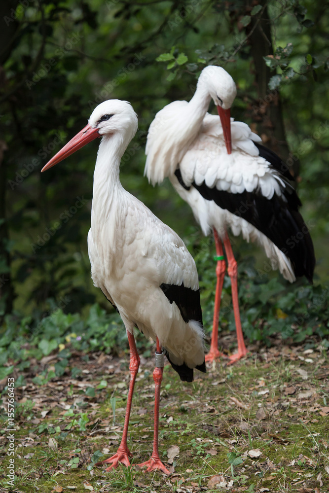 Fototapeta premium White stork (Ciconia ciconia).