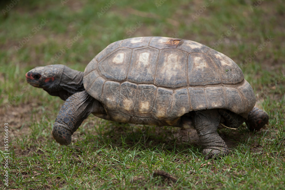 Red-footed tortoise (Chelonoidis carbonaria). Red-footed tortoise (Chelonoidis carbonaria).