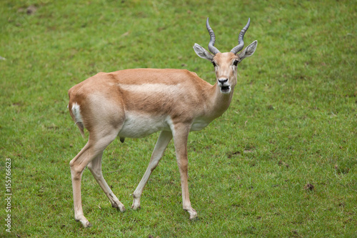 Indian blackbuck  Antilope cervicapra 