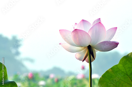 Blossom lotus flower