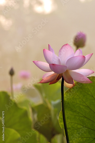 Blossom lotus flower