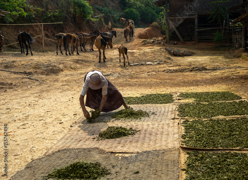 Green Tea Drying. Old man is laying out fresh green tea to dry in a remote Palaung village near Kyaukme, Shan State, Myanmar. photo