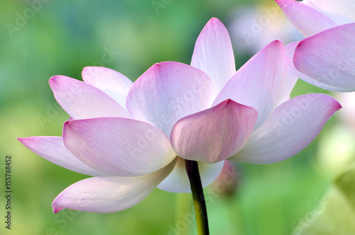 Blossom lotus flower