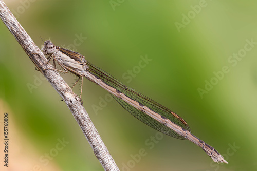 Wallpaper Mural A beautiful close-up portrait of a beautiful damselfly Torontodigital.ca