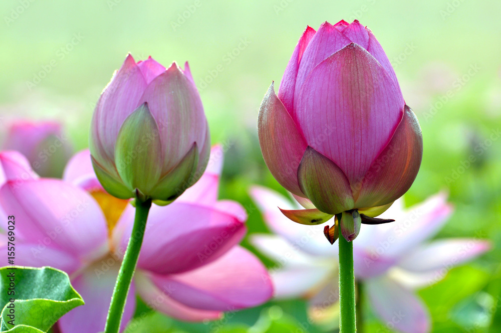 Fototapeta premium Blossom lotus flower