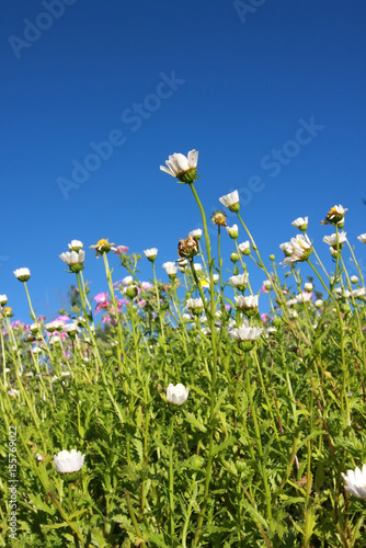 white flower and green leaf on blue sky