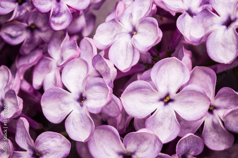 Violet lilac flower closeup macro background in studio. Violet lilac flower closeup macro background in studio.