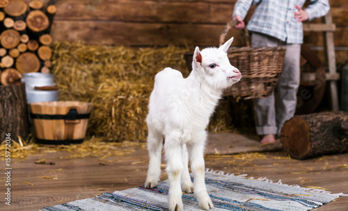 A little white goat stands in a barn on a wooden floor