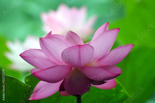 Blossom lotus flower