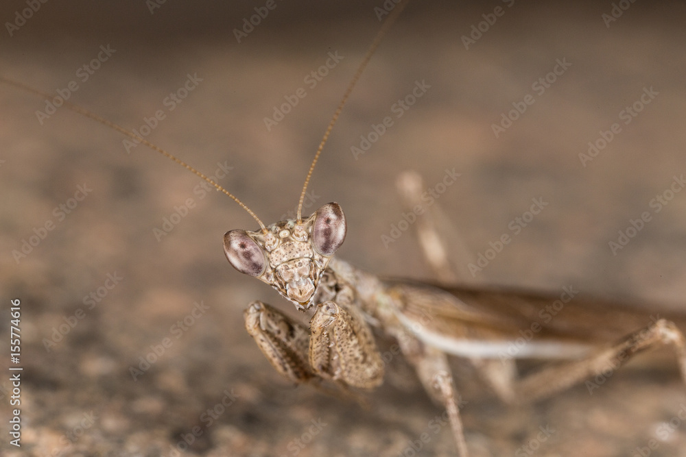 A close-up portrait of a mantis A close-up portrait of a mantis