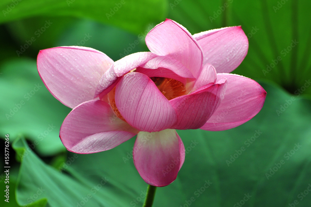 Blossom lotus flower Blossom lotus flower