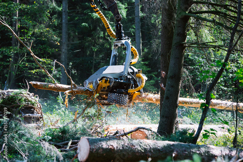 Cuadro en lienzo Timber harvester, operating head