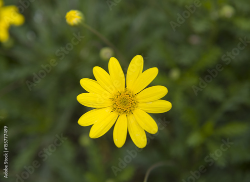 Yellow chamomile flowers in nature. Closeup.