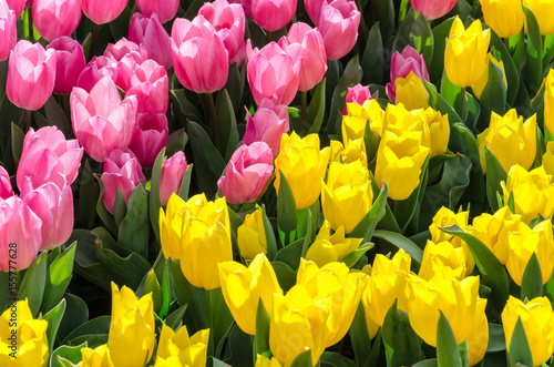 Pink and yellow tulips in the garden