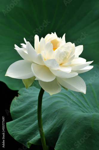 Blossom lotus flower
