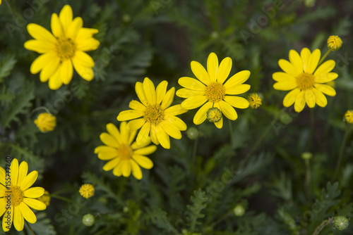 Yellow chamomile flowers in nature. Closeup.