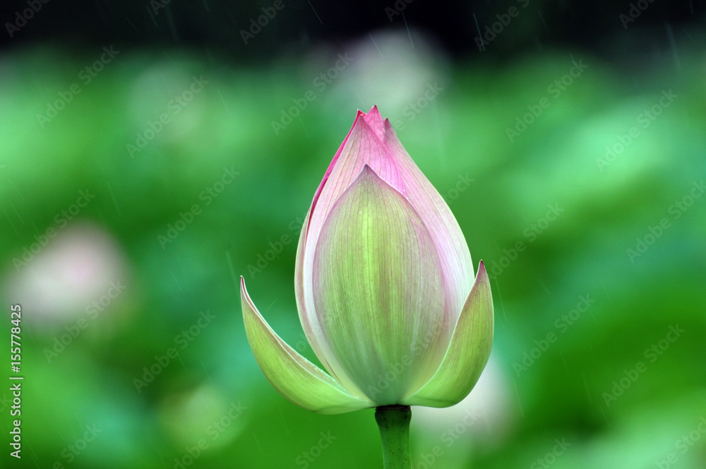 Fototapeta premium Blossom lotus flower