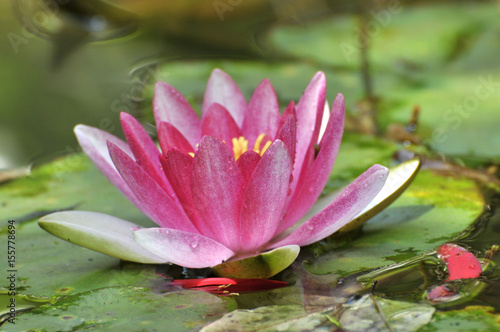 Blossom lotus flower