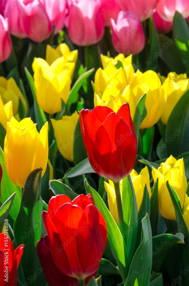 Pink, red and yellow tulips in the garden