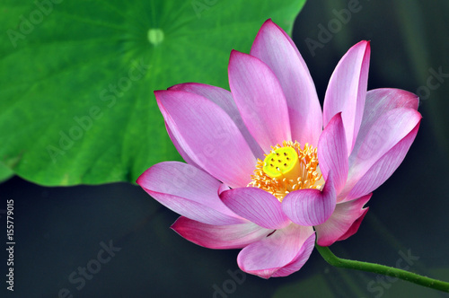 Blossom lotus flower