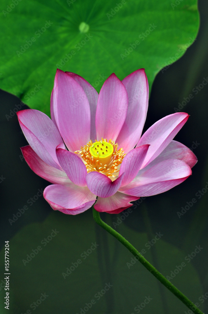 Blossom lotus flower