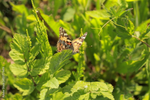 papillon au repos dans les feuillages © Nono&Jessi