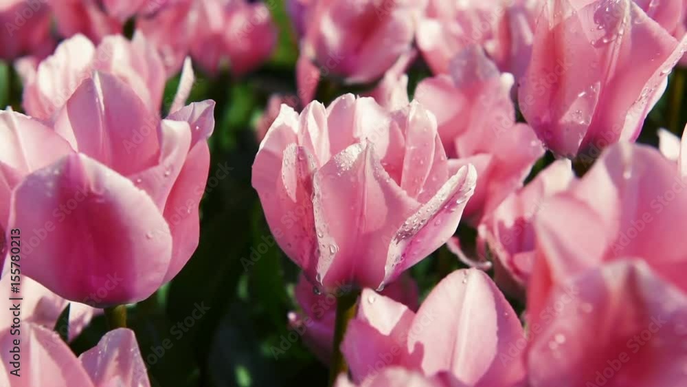 Huge amount of tulips hyacints and narcissuses. Holland. Huge amount of tulips hyacints and narcissuses. Holland.