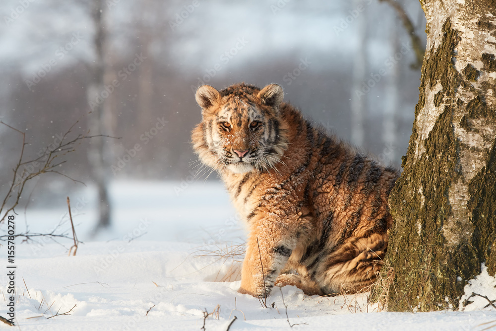 Obraz premium Młody tygrys syberyjski, Panthera tigris altaica w zimowym krajobrazie, patrząc bezpośrednio w kamerę. Przeraźliwie zimno. Tygrys w śnieżnym środowisku przeciw brzozom w tle zaświecającym wczesnym porannym słońcem.