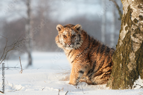 Young Siberian tiger  Panthera tigris altaica in winter landscape  staring directly at camera. Freezing cold. Tiger in snowy environment against birch trees in background lit by early morning sun.