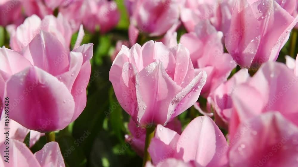 Huge amount of tulips hyacints and narcissuses. Holland. Huge amount of tulips hyacints and narcissuses. Holland.