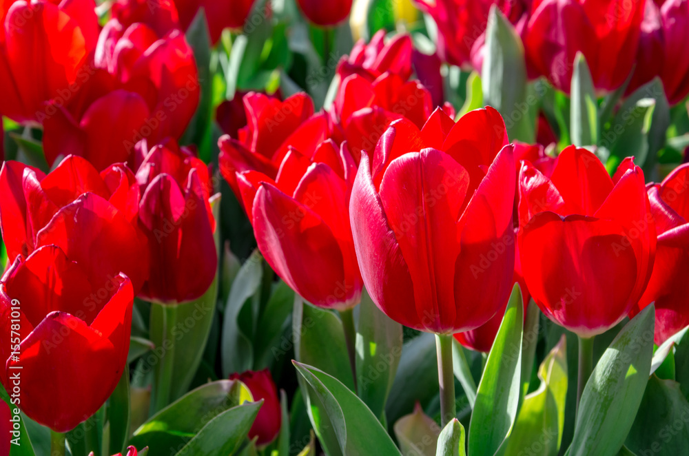 Red tulips in the garden