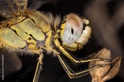 A close-up of a beautiful dragonfly photo