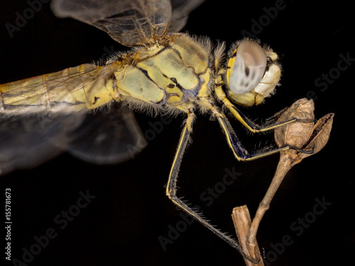 A close-up of a beautiful dragonfly photo