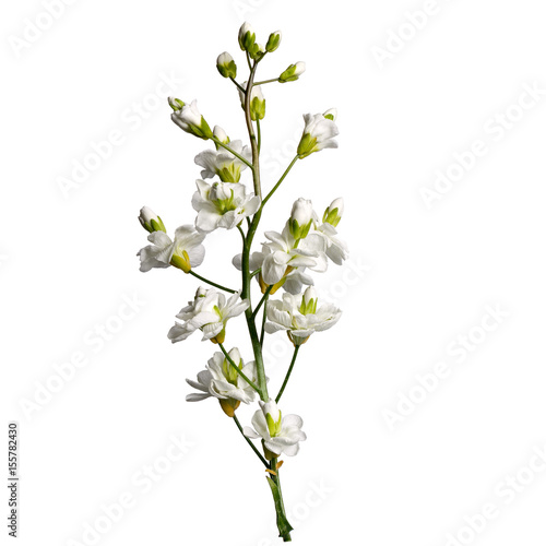 A blossoming Arabis flower is photographed macro. Isolated on white background.