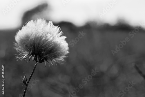 Black and white image of thistle flower against agricultural field