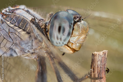 A close-up of a beautiful dragonfly photo