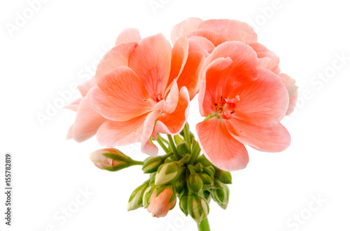 Fototapeta Naklejka Na Ścianę i Meble -  Geranienblüte