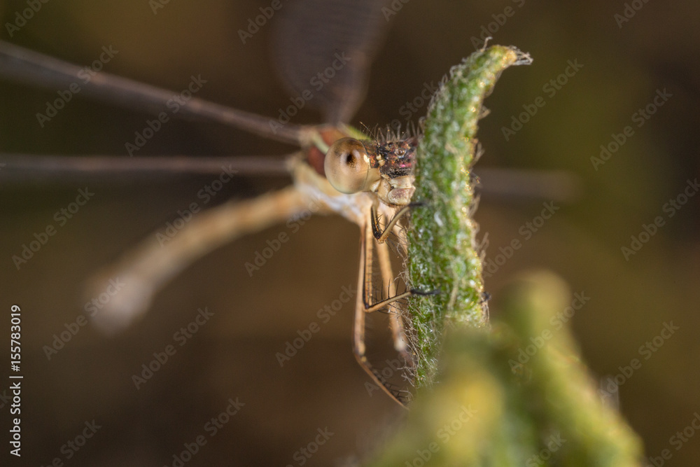 Fototapeta premium A close-up of a beautiful dragonfly