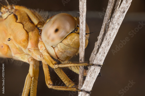 A close-up of a beautiful dragonfly photo