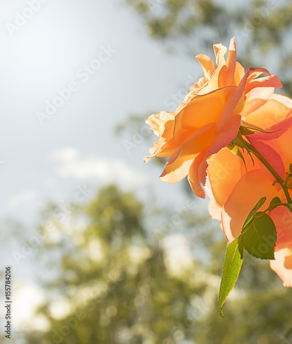 Rose flower condolences sympathy background