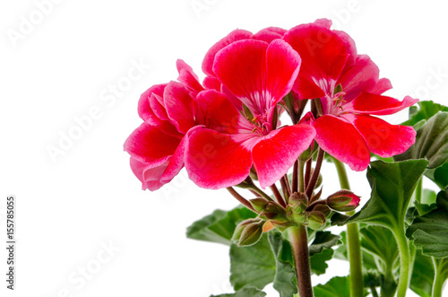 Fototapeta Naklejka Na Ścianę i Meble -  Geranie