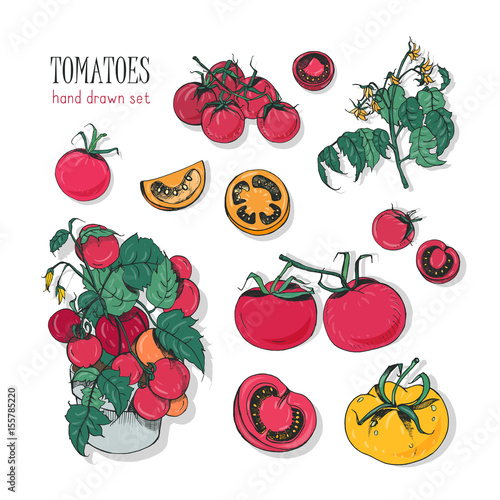 Tomato varieties, hand drawn set. branch, flowers, bush, part in a cut. Colorful vector illustration with cherry tomatoes, red, orange, yellow colors.